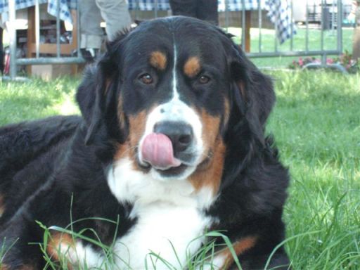 Dixy du domaine du roi richard