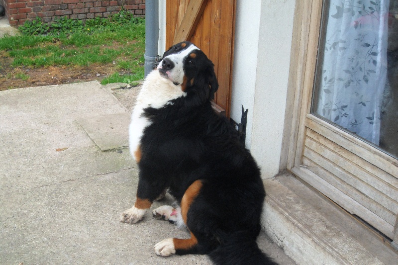 Falco Du Domaine D'Athos