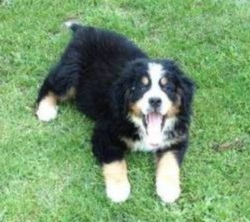 Hermès Du Domaine D'Athos