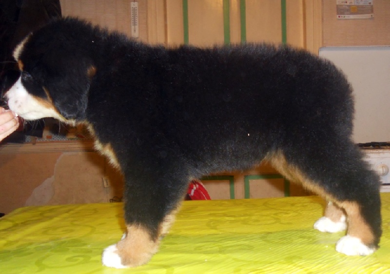 Hermione Du Domaine D'Athos