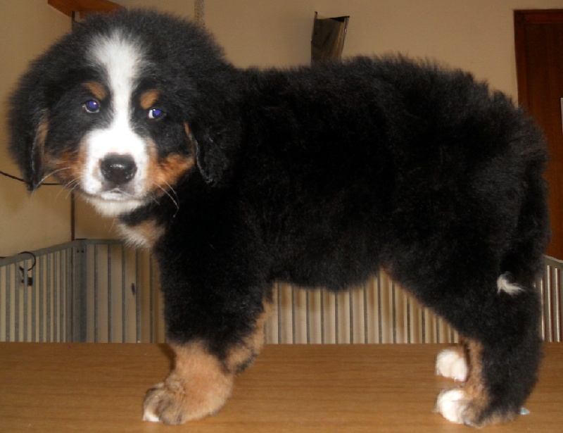 Helios Du Domaine D'Athos