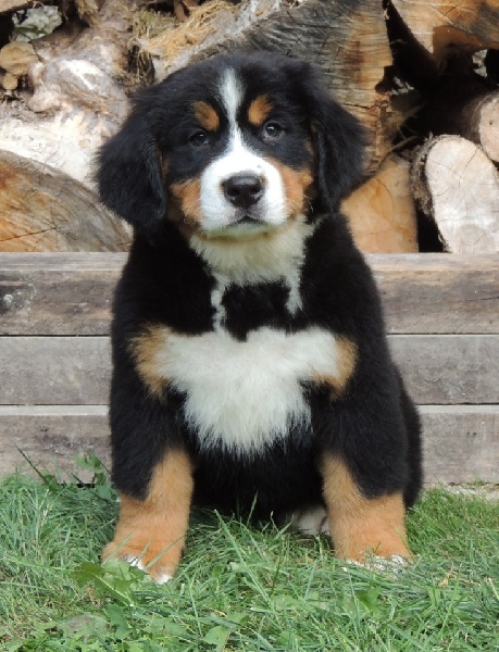 Hermesse Du Domaine D'Athos