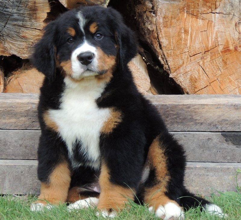 Hercule Du Domaine D'Athos