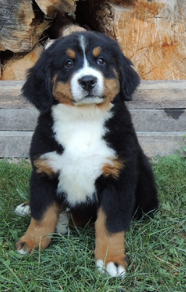 Haylee Du Domaine D'Athos