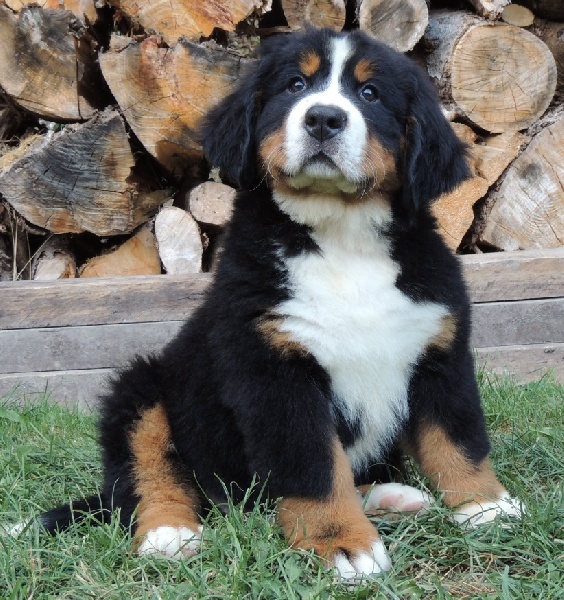 Hélit Du Domaine D'Athos