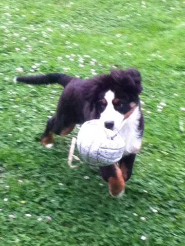 Hator dit henya Du Domaine D'Athos