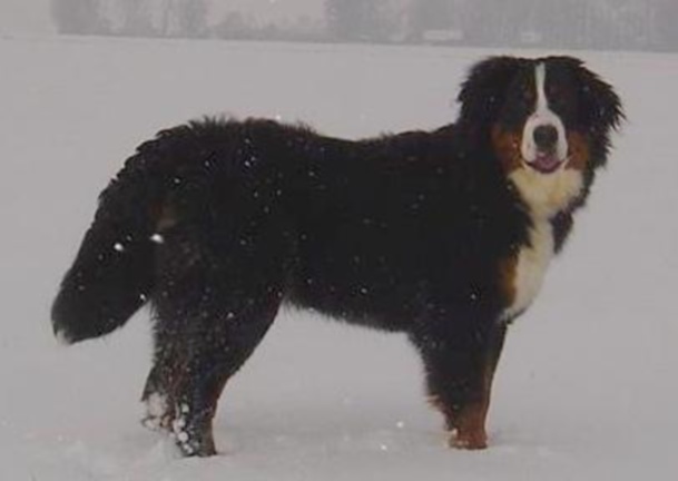 Henjoy Du Domaine D'Athos