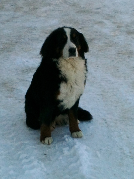 Hyade Du Domaine D'Athos