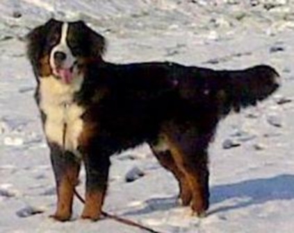 Héros Du Domaine D'Athos