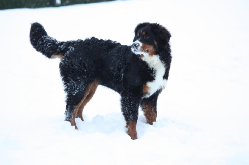 Hollie Du Domaine D'Athos