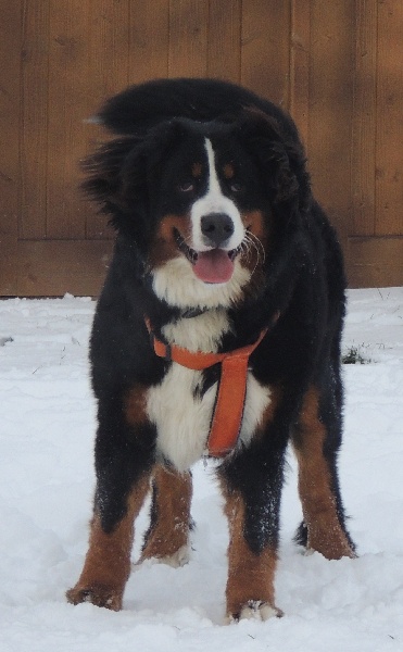 Holly dit hermione Du Domaine D'Athos