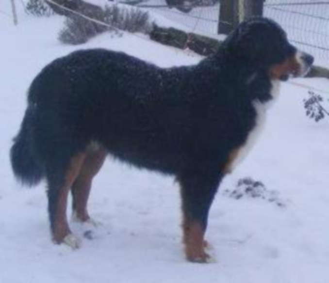 Faïz dite fée Du Domaine D'Athos