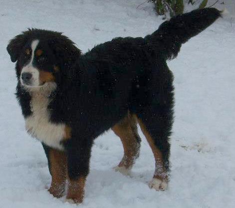 Halyska Du Domaine D'Athos