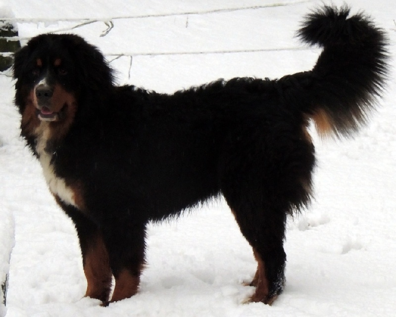 Heart of love dit heliot Du Domaine D'Athos