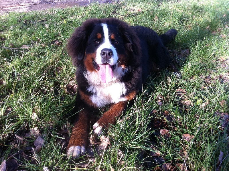 Izzy Du Domaine D'Athos