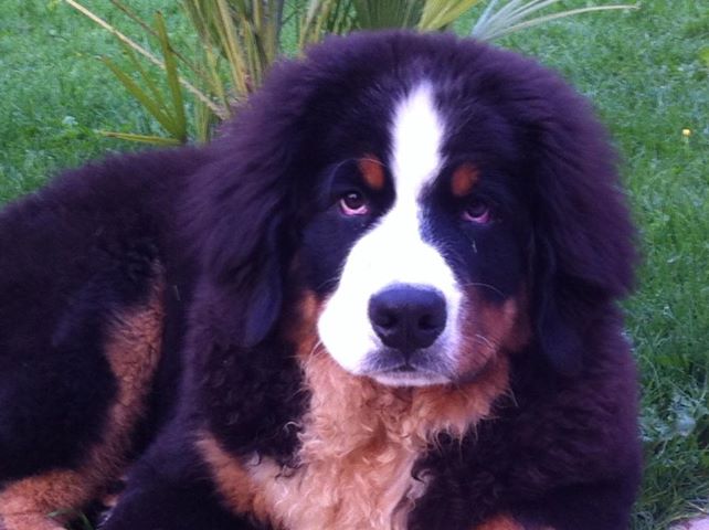 Ice-t dit isko Du Domaine D'Athos