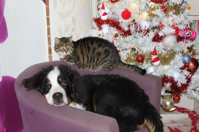 Ilios Du Domaine D'Athos