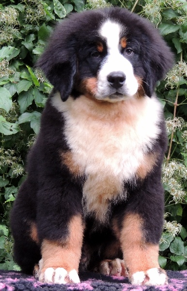 Idéfix Du Domaine D'Athos