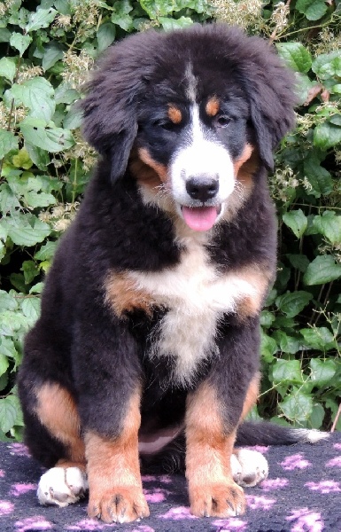 Image Du Domaine D'Athos