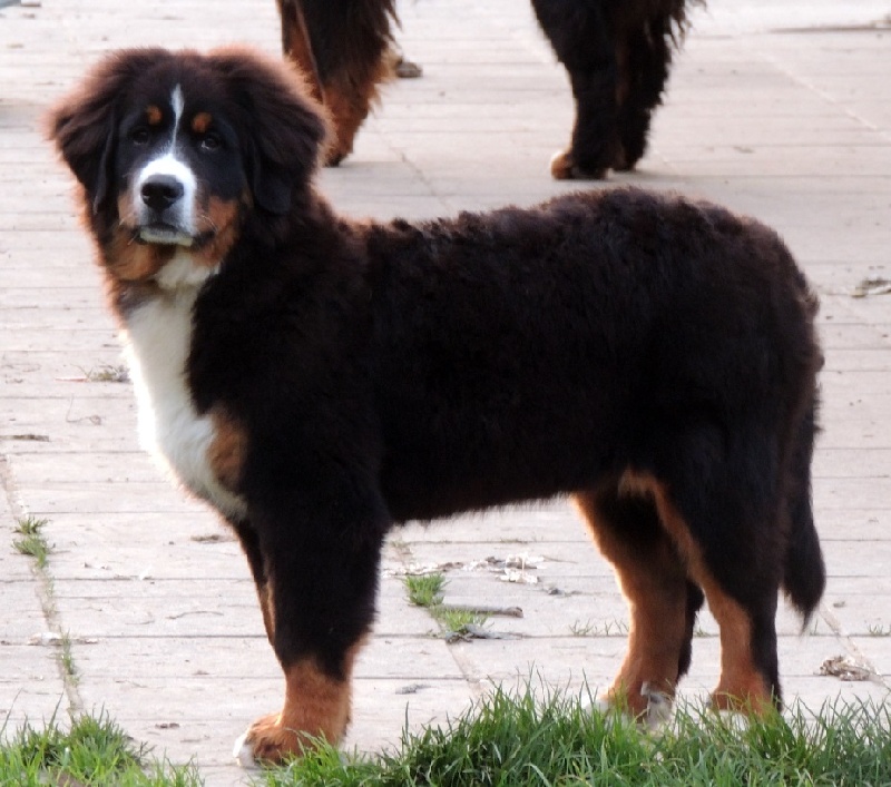 Iska Du Domaine D'Athos