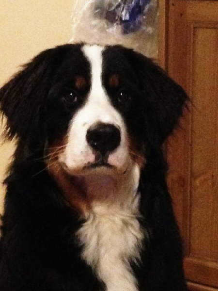 Ipye Du Domaine D'Athos