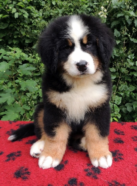 Isis Du Domaine D'Athos