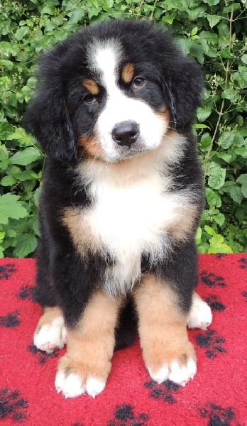 Inko Du Domaine D'Athos