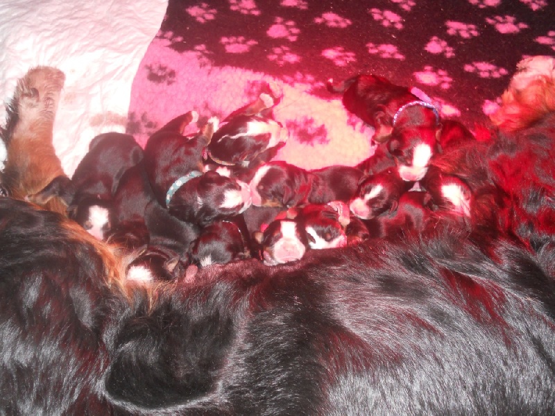 Du Domaine D'Athos - Bouvier Bernois - Portée née le 06/03/2012