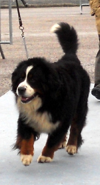 Du Domaine D'Athos - Bouvier Bernois - Portée née le 29/06/2012