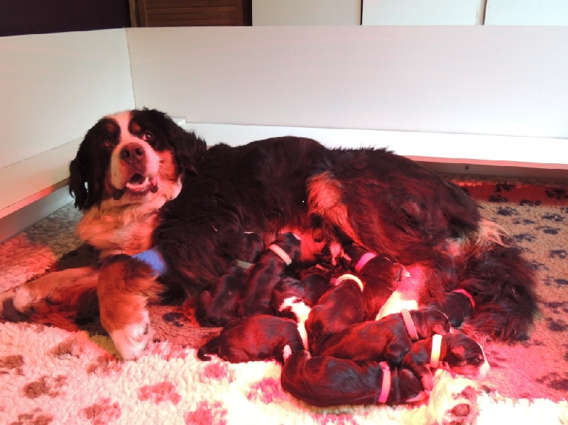 Du Domaine D'Athos - Bouvier Bernois - Portée née le 13/06/2013