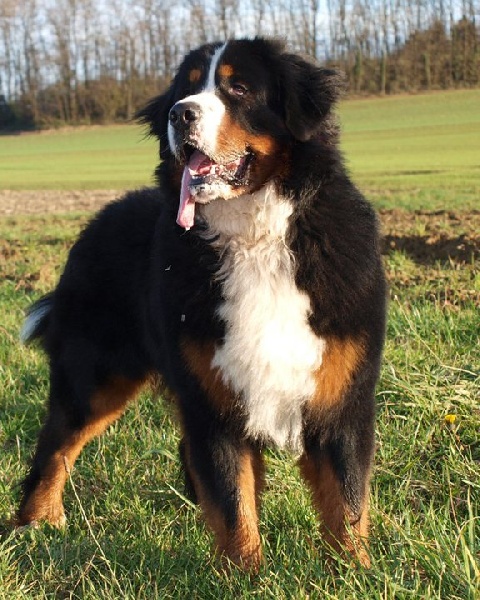 Du Domaine D'Athos - Bouvier Bernois - Portée née le 27/12/2010