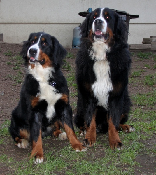 Du Domaine D'Athos - Bouvier Bernois - Portée née le 31/01/2012